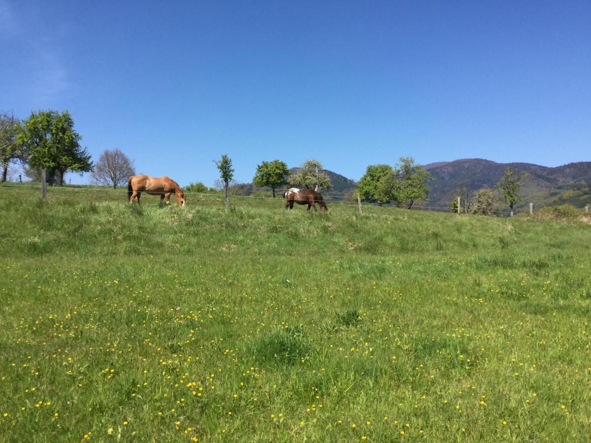 Gîte Léonline sur les hauteurs de Masevaux -au pied des Vosges Esterno foto